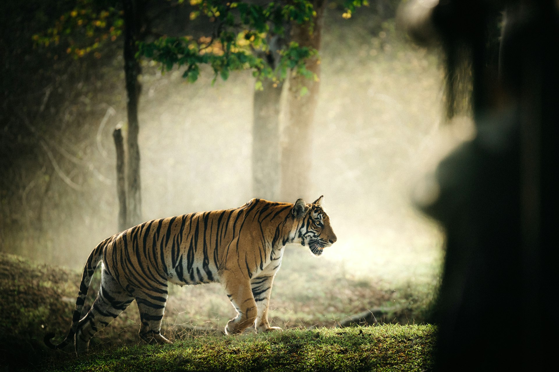 India-tiger-safari